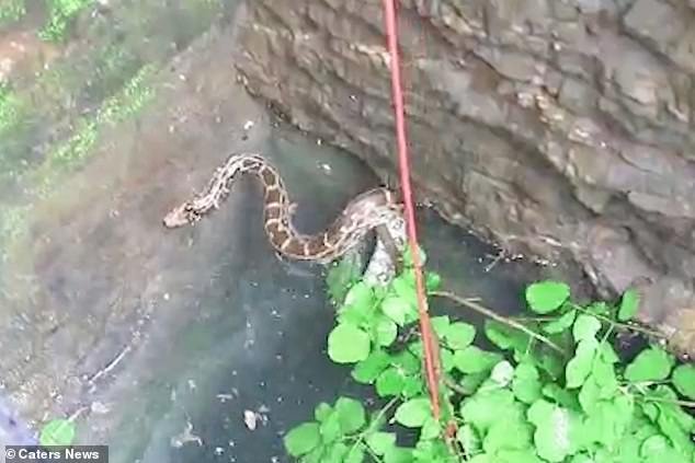 Footage shows the snake floating at the bottom of the well. Rescuers try to use a branch attached to a rope to hoist the snake out of the water