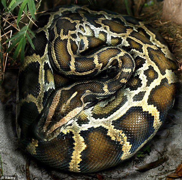 Indian rock pythons are known as python molurus. They generally reside in a variety of different habitats but they need a permanent source of water (stock image)