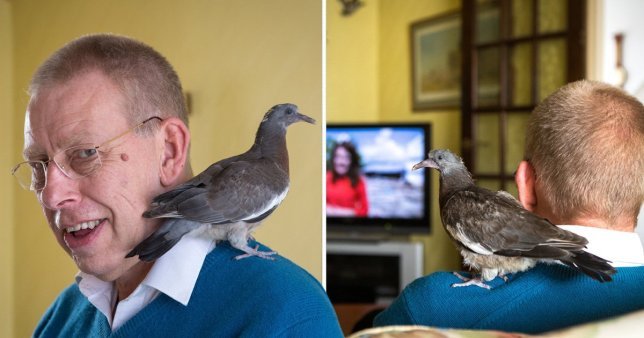 A retired man has ended up as mum to an abandoned pigeon chick he found, feeding it on cheese and letting it ride on his shoulder