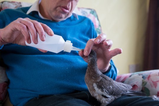 Retired man Mike Roberts, 61, and his pigeon Fred. Mr. Roberts found Fred after he fell out of his nest as a baby and Mike has been hand rearing him ever since. Swindon, Wiltshire. October 1 2018 . See story SWBRpigeon .A retired man has ended up as mum to an abandoned pigeon chick he found, feeding it on cheese and letting it ride on his shoulder. Mike Roberts found the bird, which he
