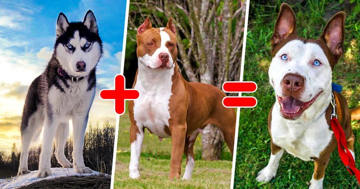 15 chiens de race mélangée qui nous émerveillent de l’imagination de la nature