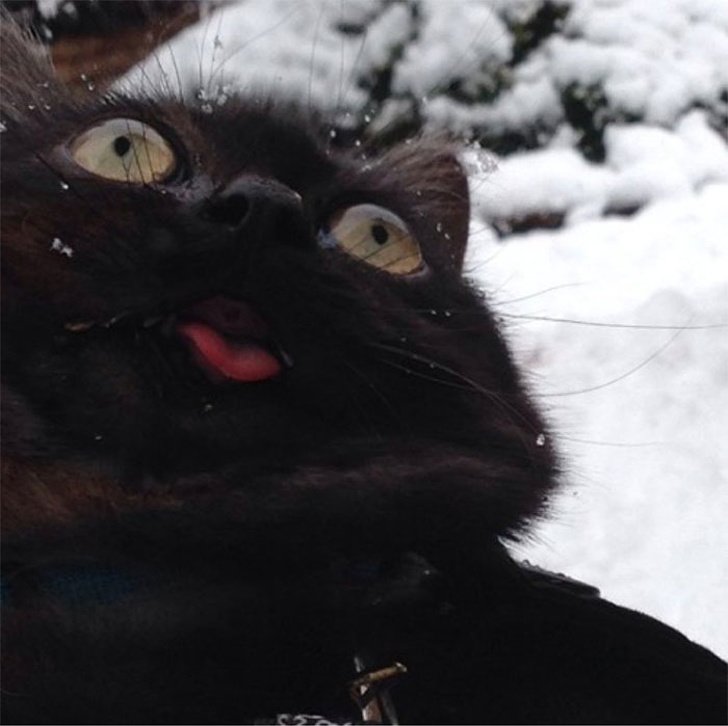 25 Times Animals Experienced Something for the First Time, and We Couldn’t Help but Smile