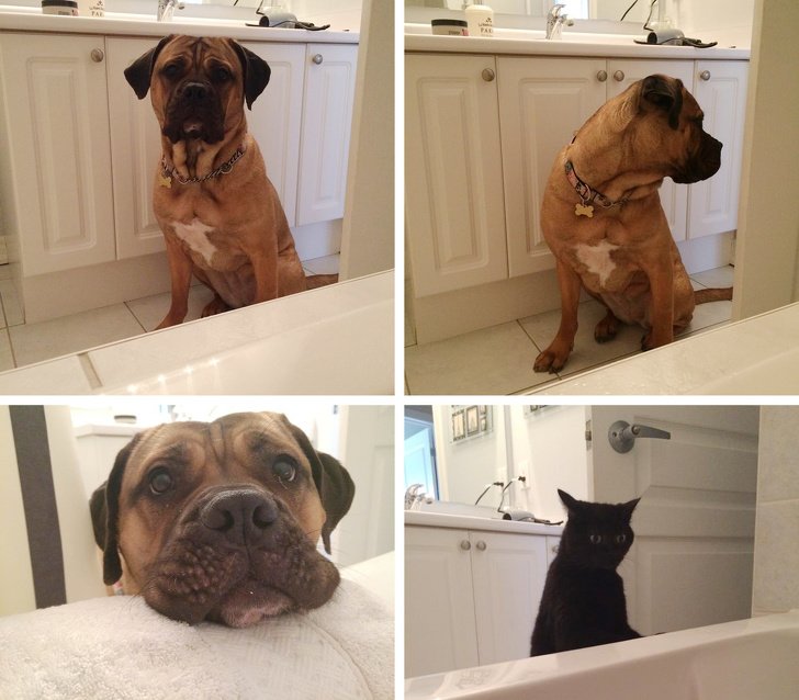 25 Times Animals Experienced Something for the First Time, and We Couldn’t Help but Smile