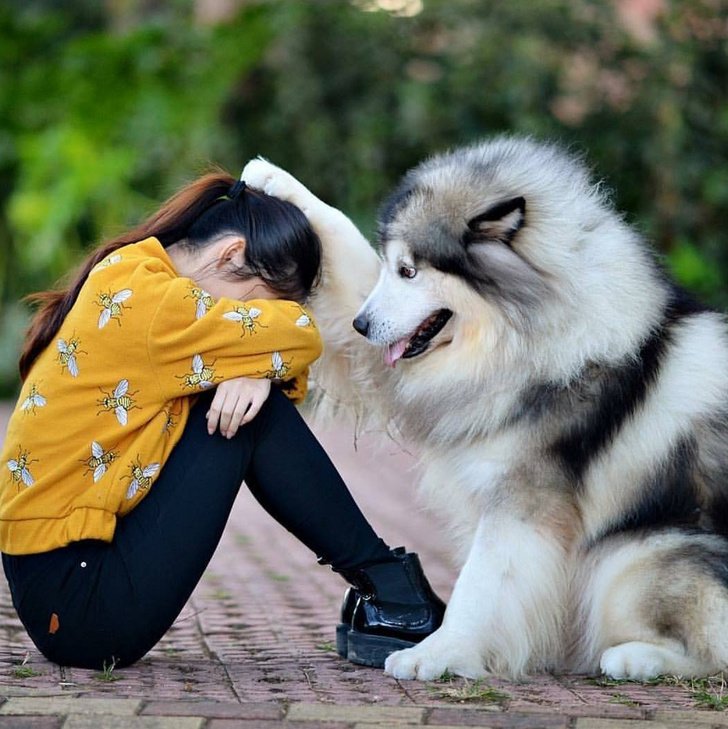 24 Dogs Who Love Their Humans So Much, Their Gazes Are Worth a Million Words