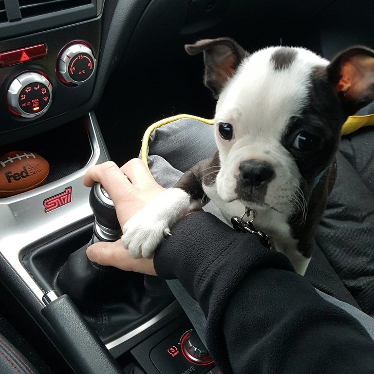 24 Dogs Who Love Their Humans So Much, Their Gazes Are Worth a Million Words