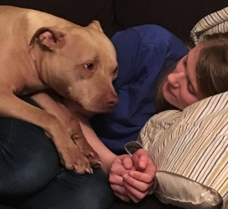 24 Dogs Who Love Their Humans So Much, Their Gazes Are Worth a Million Words