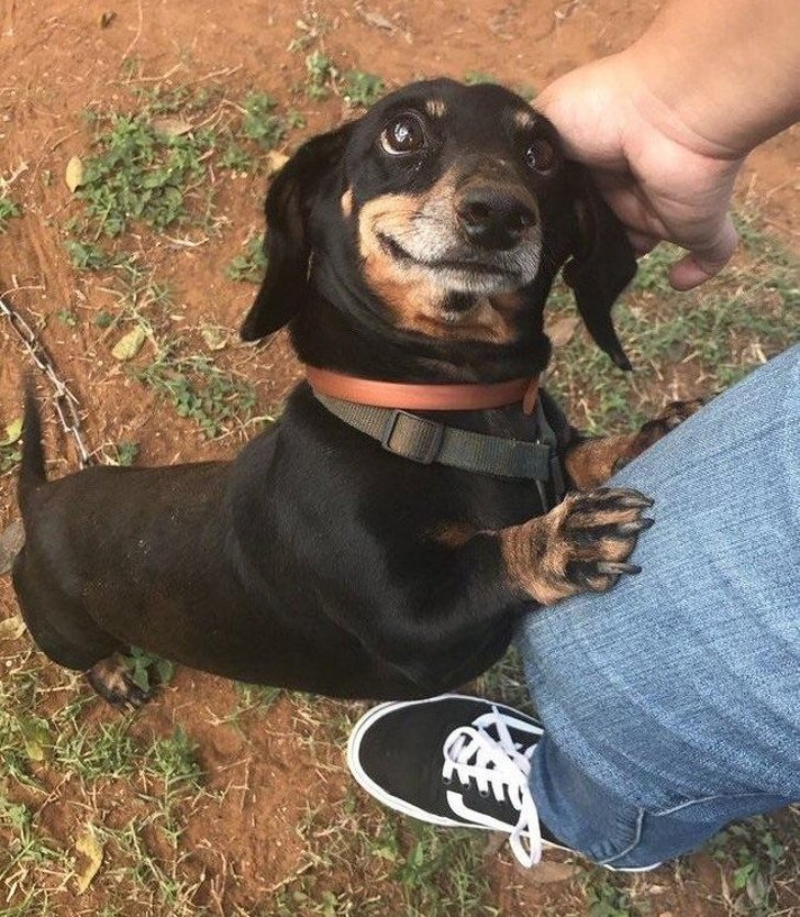 24 Dogs Who Love Their Humans So Much, Their Gazes Are Worth a Million Words