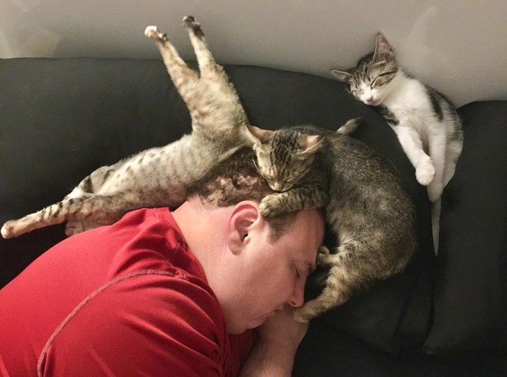 24 Photos We Can Use to Make Regular People Join a Cat Cult