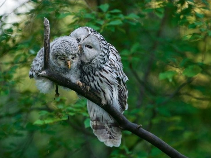 19 Animals in Love That Can Melt Even a Frozen Heart (New Pics)