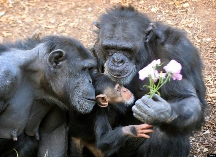 19 Animals in Love That Can Melt Even a Frozen Heart (New Pics)