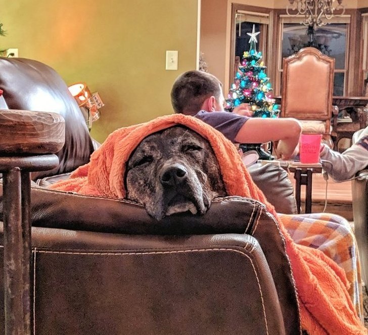 31 Animal Photos That Can Make You Feel Warm Even on a Freezing Day