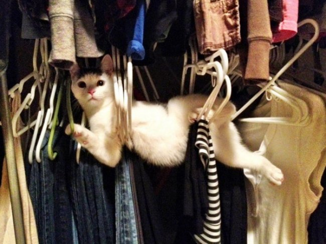 18 Adorably Stuck Animals You Might Feel Bad for Laughing At