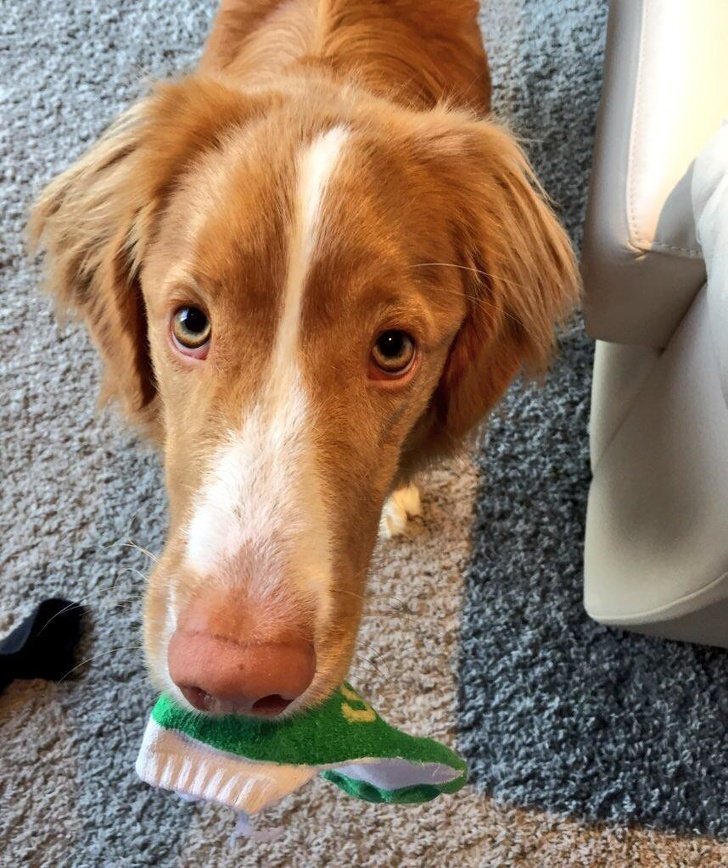 16 Pet Owners Reveal the Strangest Photos of Their Furry Friends