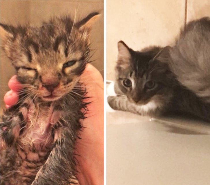 23 Photos That Show How Priceless It Is to Give Homeless Animals a New Life
