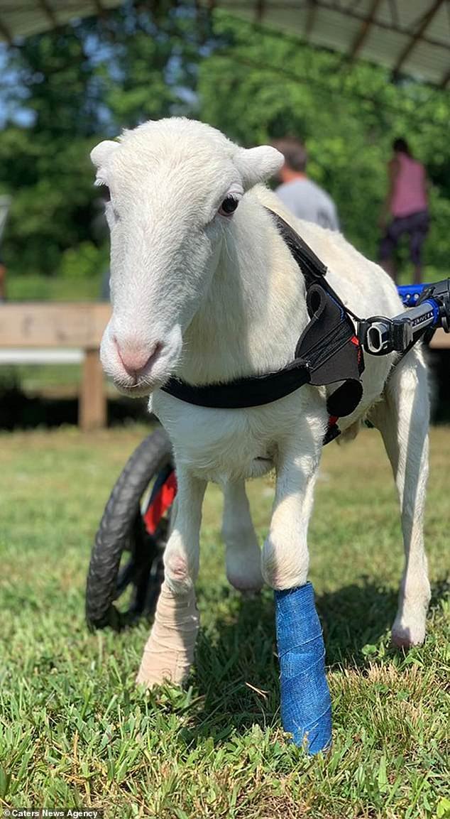 Kristin Harkness, 33 and Jay Yonz, 35, adopted sheep Moko, pictured, last year and have since spent K on caring for the disabled animal