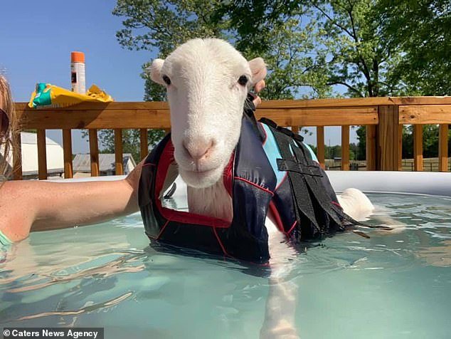 Moko, pictured in the pool, was declared disabled after birth as he wasn