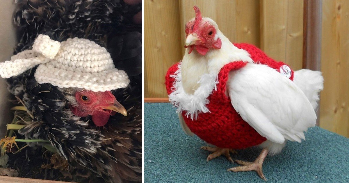 a 107.jpg?resize=1200,630 - These Chickens Look So Adorable With Their Stylish Knitted Outfits
