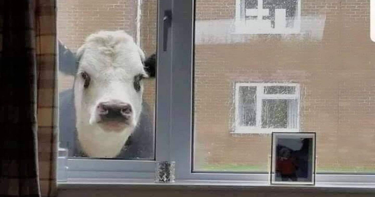 a 19.jpg?resize=1200,630 - In This Neighborhood Cows Stop By Your Window To Peek Inside Every Now And Then