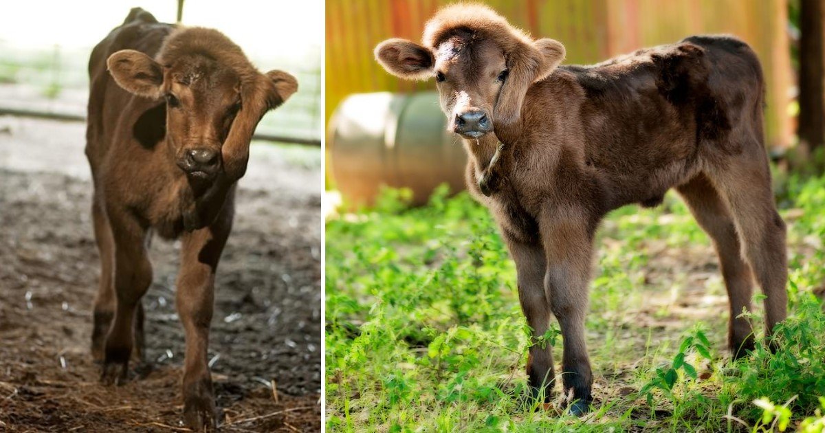 a 22.jpg?resize=1200,630 - Calf Born With A Fifth Leg On Her Head Found Loving Owners, Who Even Tracked Down Her Mom To Reunite Them