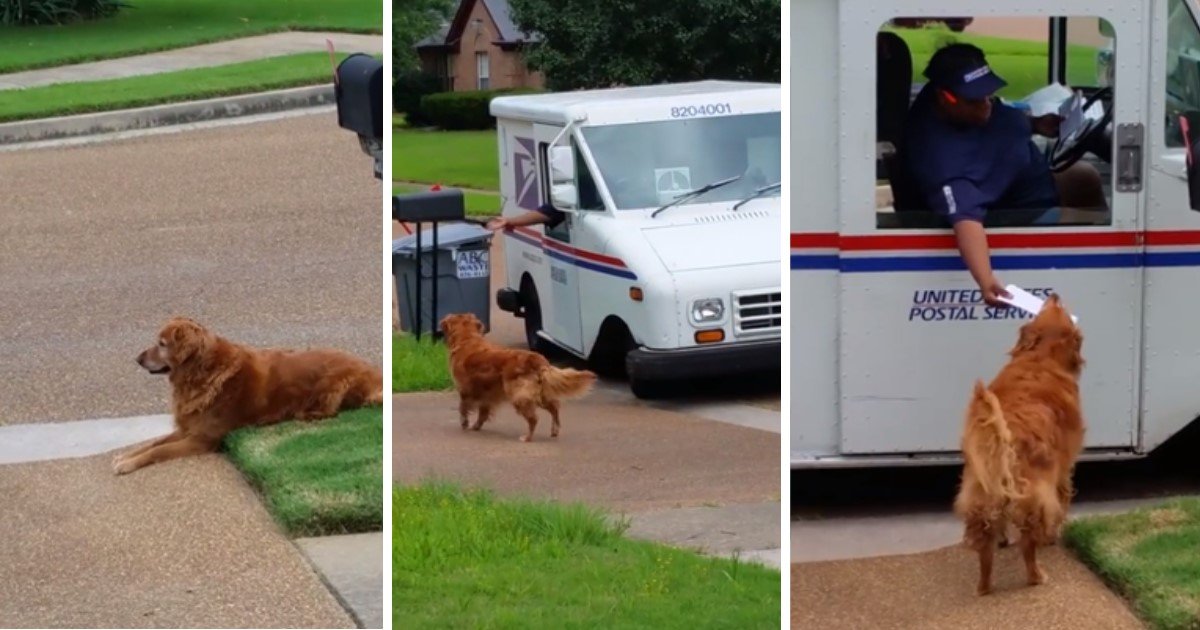 a 29.jpg?resize=412,275 - Ce chien attend patiemment que le facteur distribue le courrier à ses maîtres