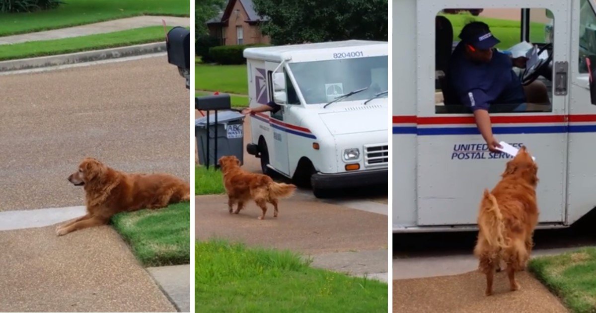 a 29.jpg?resize=412,232 - Responsible Golden Retriever Waited Patiently For The Mail Truck To Deliver Mail To His Owners