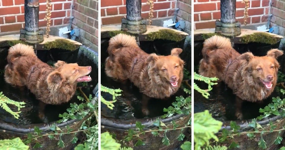 a 34.jpg?resize=412,275 - Playful Dog Had A Delightful Bath In A Fountain After The Morning Walk