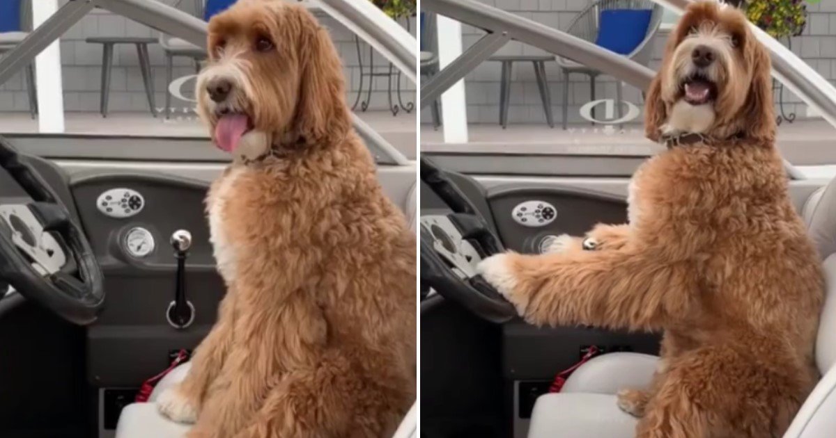 a 36.jpg?resize=1200,630 - Un adorable chien est allé sur le siège du conducteur lorsque des enfants lui ont demandé de les accompagner faire un tour