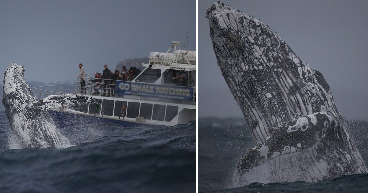 a 7.jpg?resize=412,232 - Incredible Moment When A Massive Humpback Breached Choppy Seas Near Sydney Just Feet From Whale Watchers