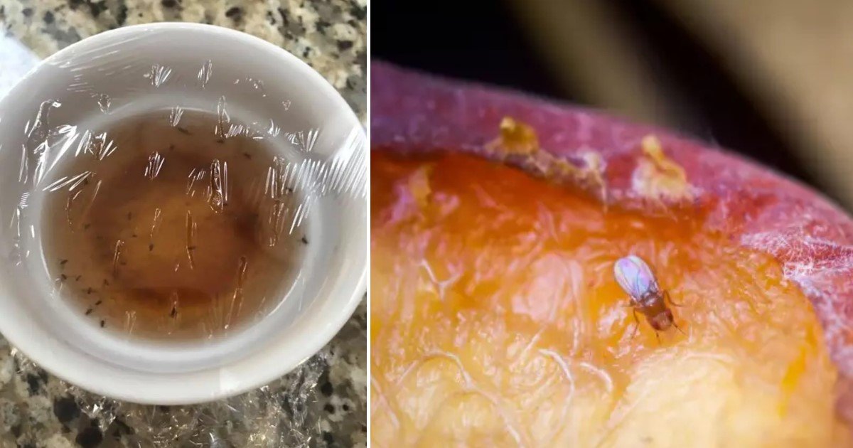 a 74.jpg?resize=412,275 - Mom Devised An Ingenious Hack To Get Rid Of Fruit Flies