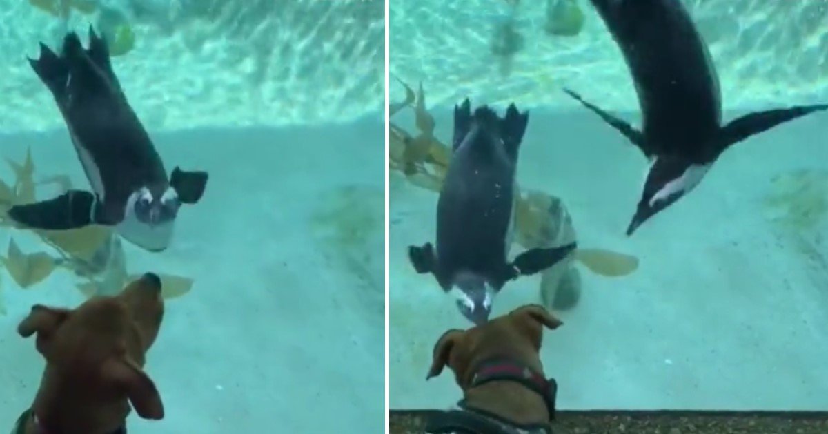 a 87.jpg?resize=412,275 - Adorable Moment Penguins Interacted With A Curious Furry Fellow