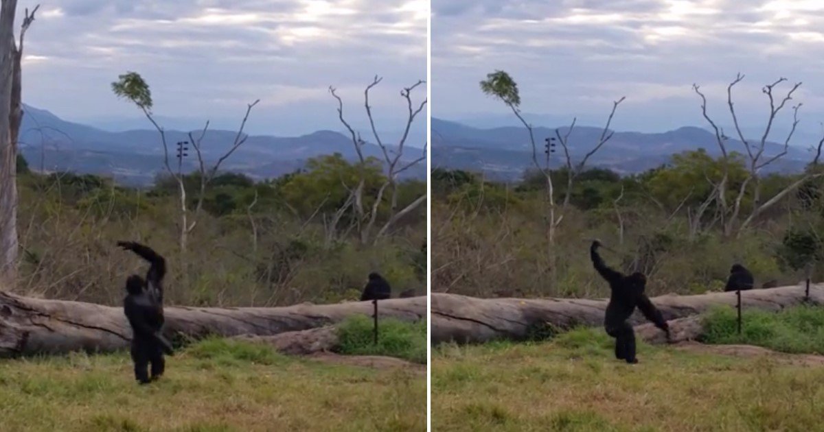 a 90.jpg?resize=412,275 - Un chimpanzé heureux se met à danser et enflamme le dance floor !