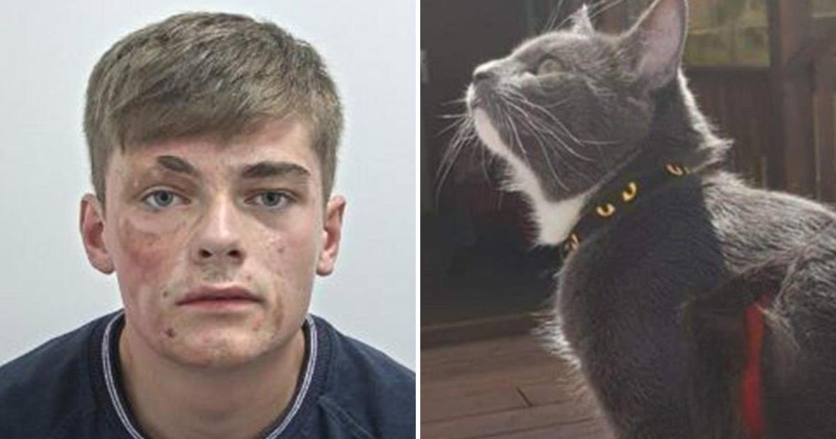 a 96.jpg?resize=412,275 - Burglar Was Caught With The Help Of The Victims' Cat Who Scratched Him In The Face