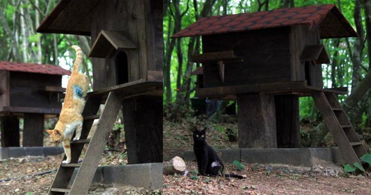 a five star hotel is built for stray cats in turkey.jpg?resize=412,275 - En Turquie, une ville a été spécialement construite pour les chats errants