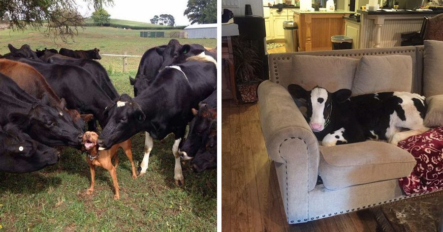 a11 1.jpg?resize=1200,630 - 20 Imagens provando que vacas são tão fofas e adoráveis quanto cães e gatos
