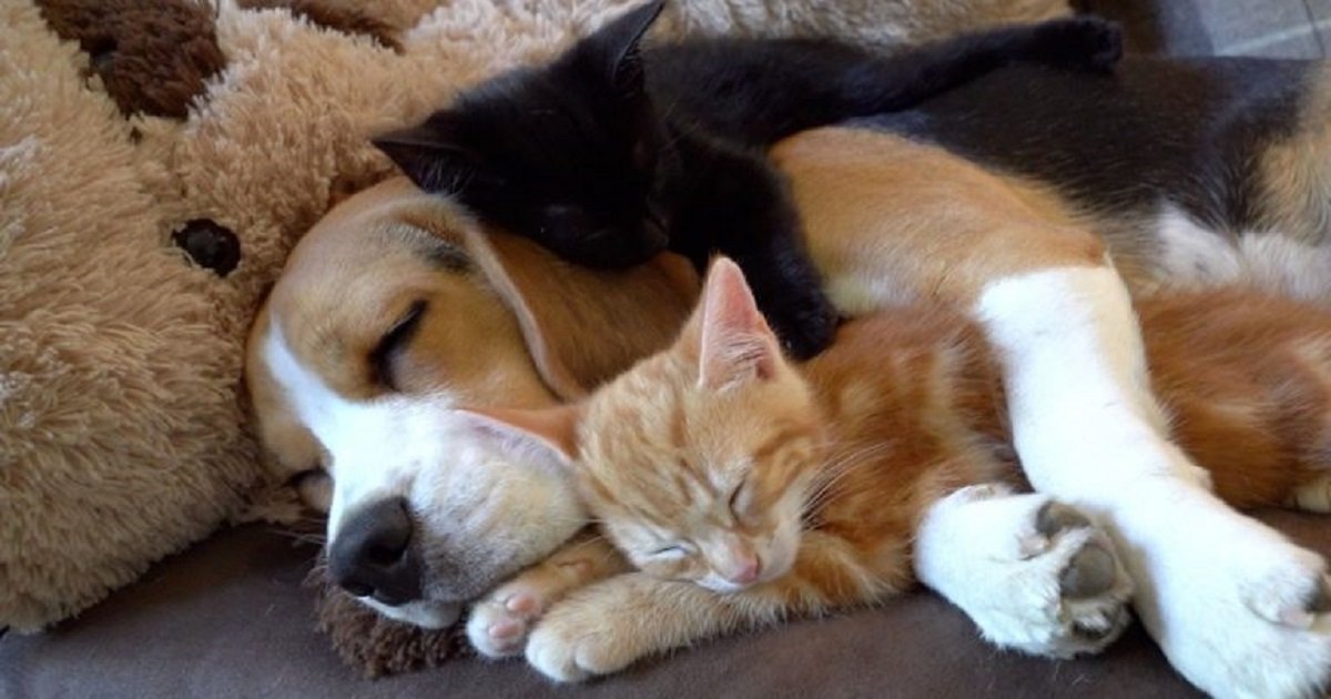 a3 19.jpg?resize=1200,630 - Un Beagle à l'instinct maternel "a adopté" deux adorables chatons