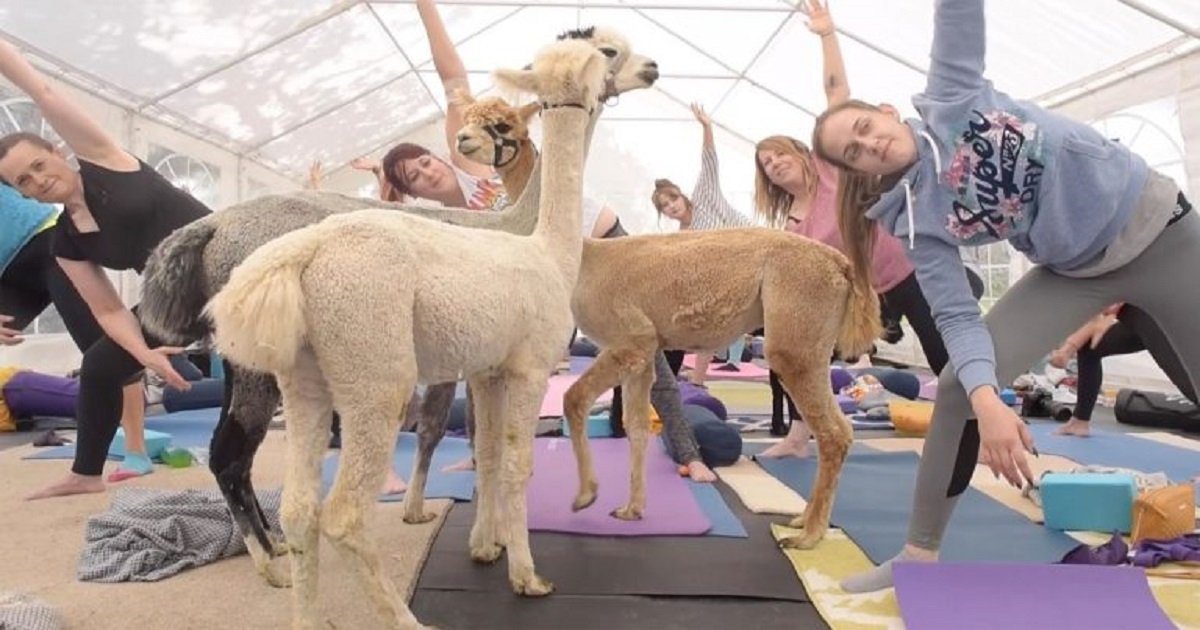 a3 4.jpg?resize=412,275 - Yoga Instructor Teamed Up With A Farmer To Create A 'Yoga With Alpacas' Class