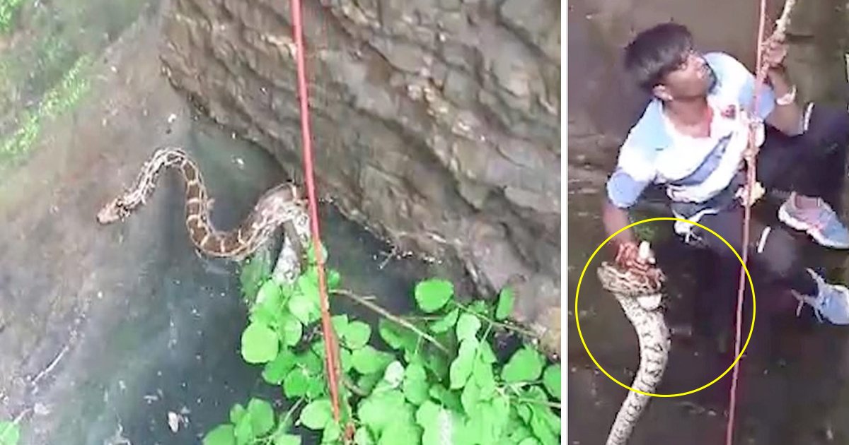 aas.jpg?resize=1200,630 - Animal Rescue Volunteer In India Saved A Six Ft Long Python Which Was Stuck In A 20 Ft Deep Well