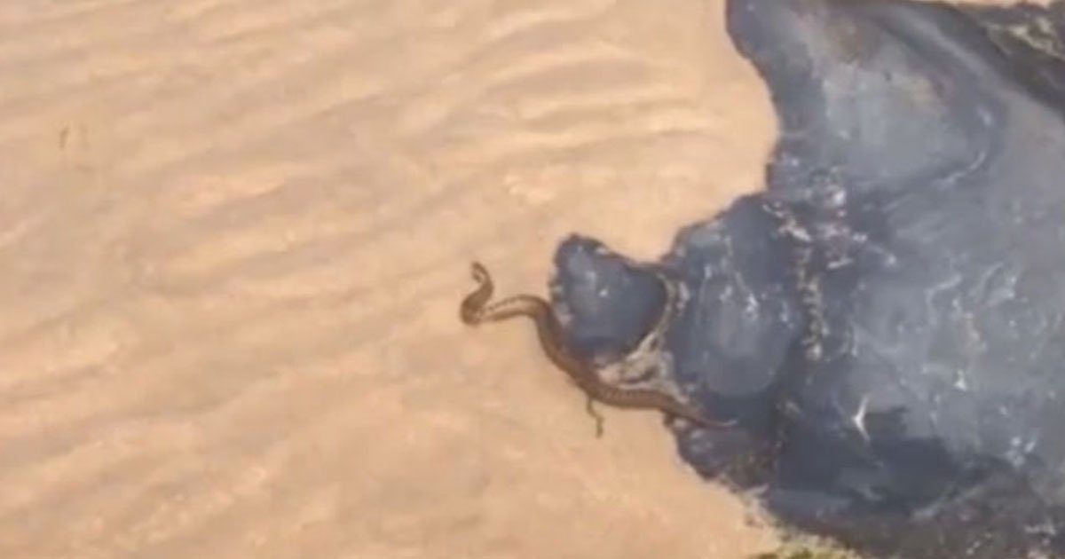 adder spotted britain.jpg?resize=412,275 - Britain’s Only Poisonous Species Of Snake Spotted Slithering Along A Beach