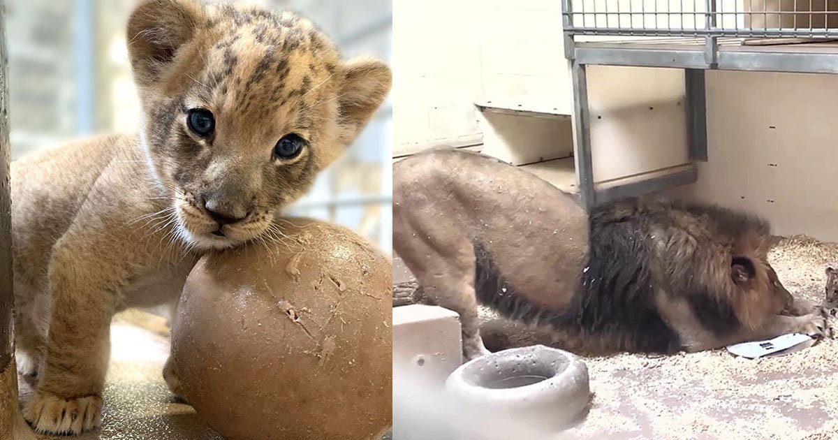 adorable reaction of dad lion who met his baby cub for the first time.jpg?resize=412,275 - Un papa lion est tout heureux de rencontrer son lionceau pour la première fois