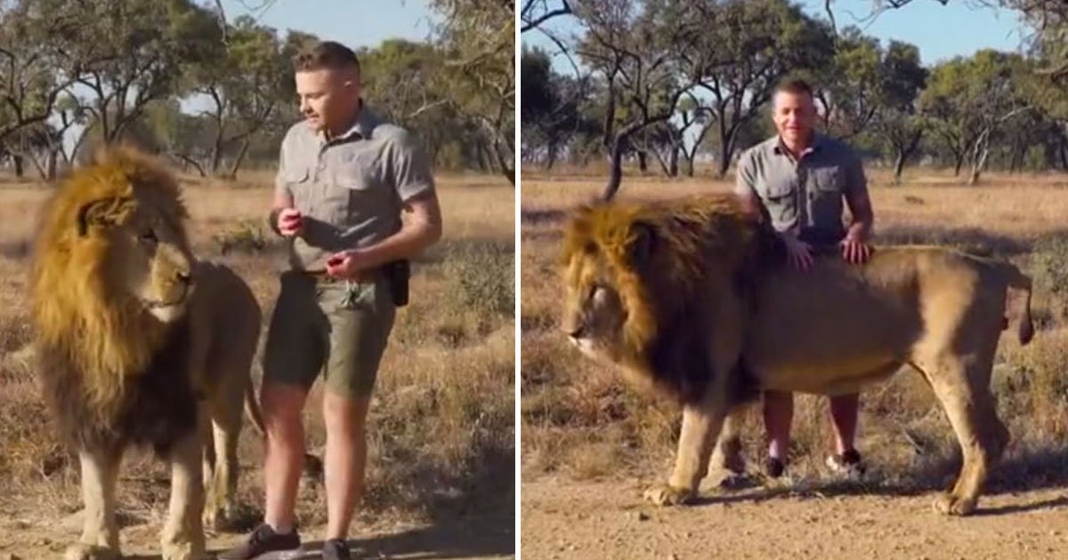 animal wrangler.jpg?resize=1200,630 - Animal Wrangler - Who Has Raised A 250kg Lion - Revealed His Five Favourite Things About Being An Animal Trainer