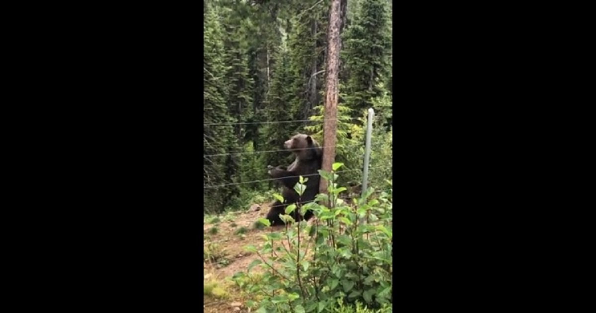 b3 1.jpg?resize=412,275 - Boo The Protected Grizzly Bear Was Filmed Scratching His Back And It's Strangely Satisfying