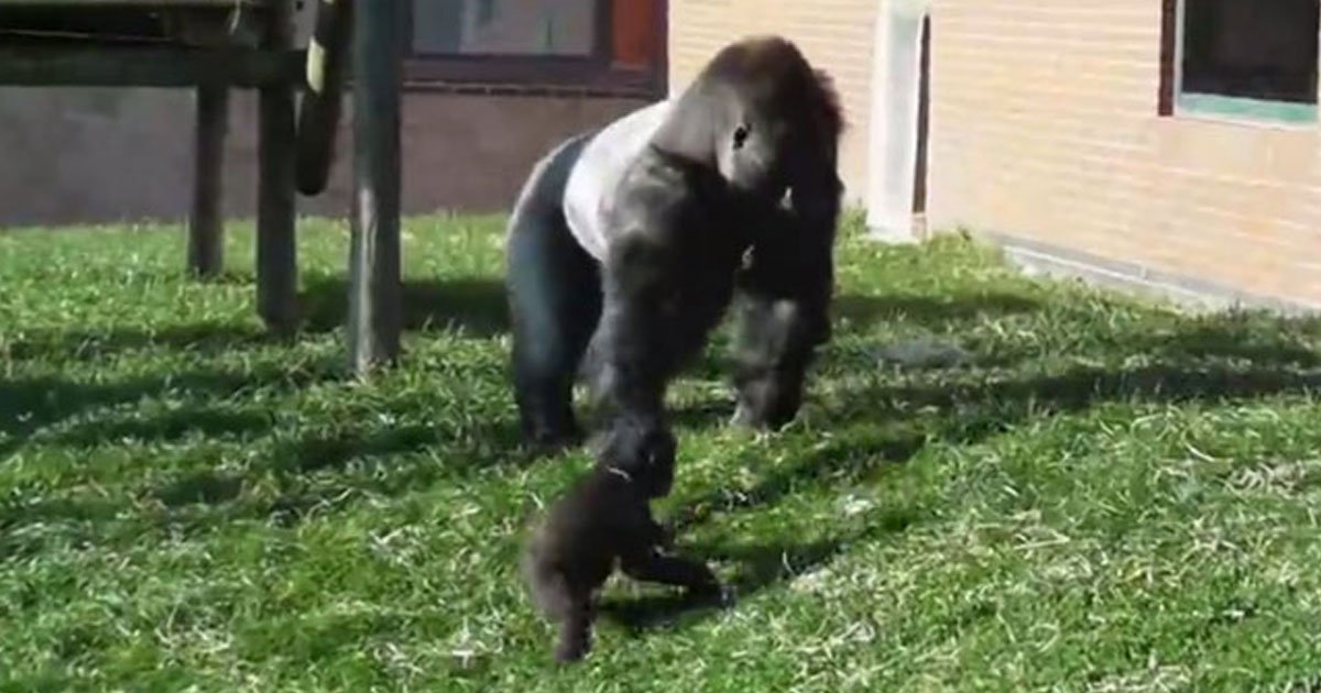 baby chimp kicked by father.jpg?resize=412,275 - Un bébé gorille se fait corriger par son père devant les visiteurs du zoo