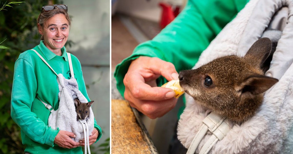 baby wallaby hand reared.jpg?resize=412,275 - Orphaned Baby Wallaby Being Hand-Reared In A Rucksack Strapped To His Carer’s Chest