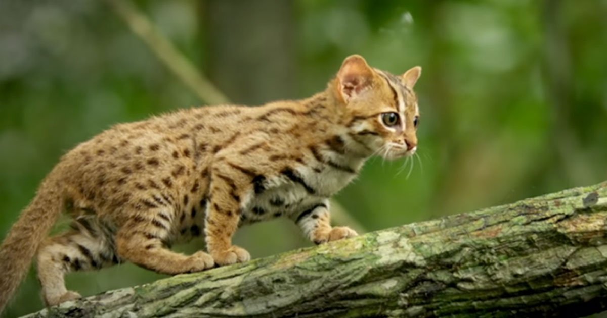 bbc shared video of the worlds smallest cat and it is adorable.jpg?resize=412,275 - Le plus petit chat du monde est si petit qu'il peut tenir dans la paume de votre main