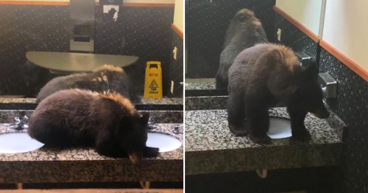 bear5.png?resize=1200,630 - Un petit ours a été trouvé dans des toilettes pour femme d'un hôtel, se relaxant sur le lavabo