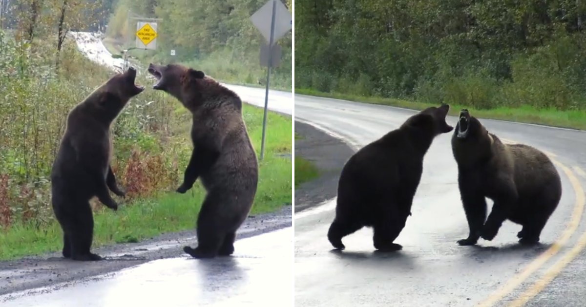 bears.png?resize=1200,630 - Deux ours se battent au milieu de la route pendant qu'un loup regarde tranquillement au loin