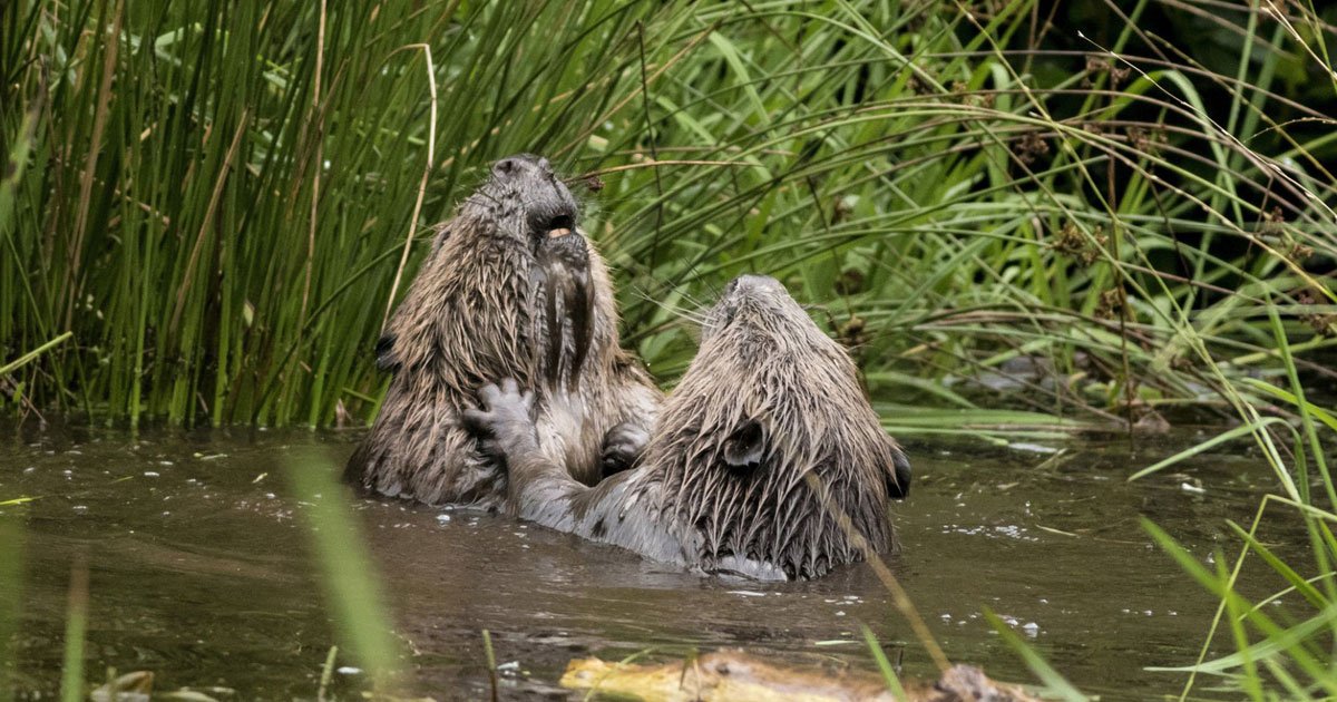 beavers wrestling.jpg?resize=1200,630 - Two Beavers Caught On Camera Wrestling With Each Other In A River