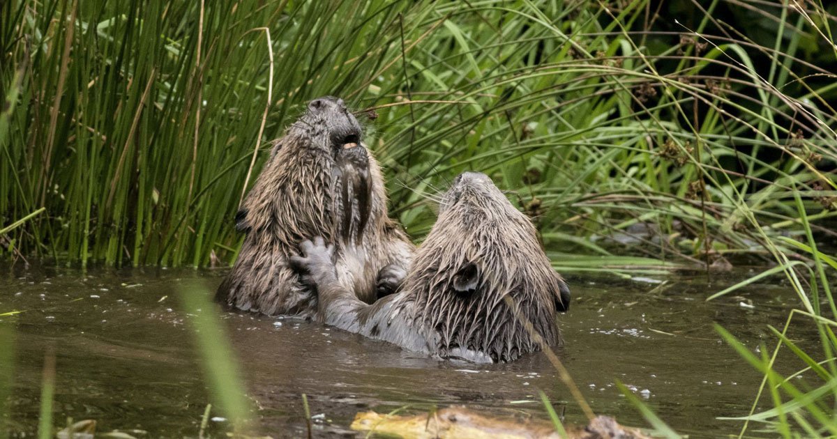 beavers wrestling.jpg?resize=412,275 - Two Beavers Caught On Camera Wrestling With Each Other In A River