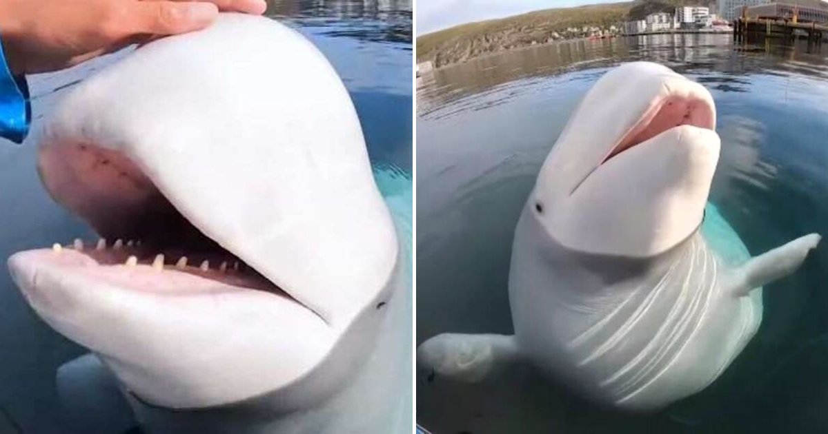 beluga6.png?resize=1200,630 - Friendly Beluga Whale Returned Kayaker’s GoPro And Posed For Adorable Photos