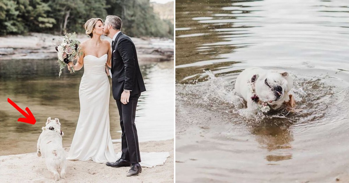 bernie7.png?resize=412,232 - Dog Refuses To Take Owners' Wedding Day Seriously And Keeps On Stealing The Show